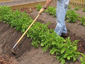 comment planter jardin