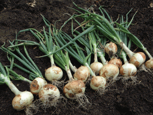 comment planter echalottes oignons