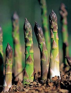 asperge jardin potager