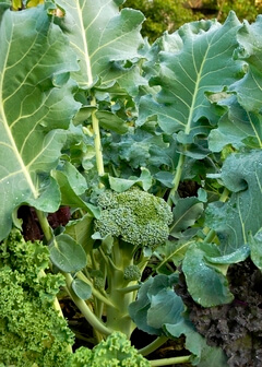 Comment faire pousser des brocolis ?