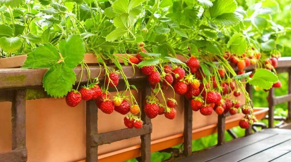 fraises dans des pots