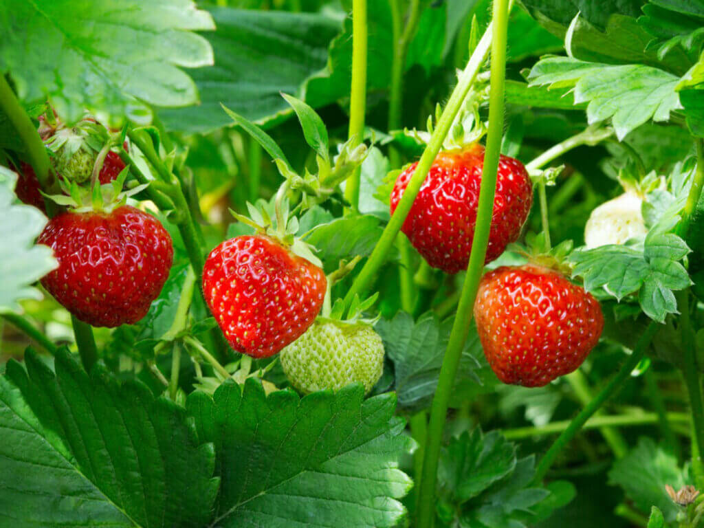 fraises jardin