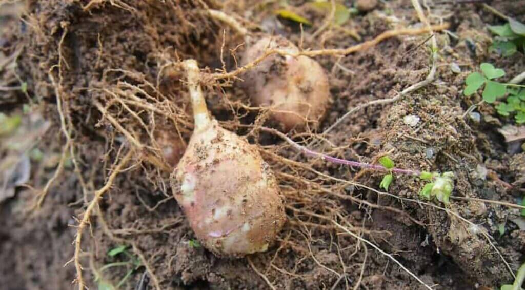 topinambour au potager