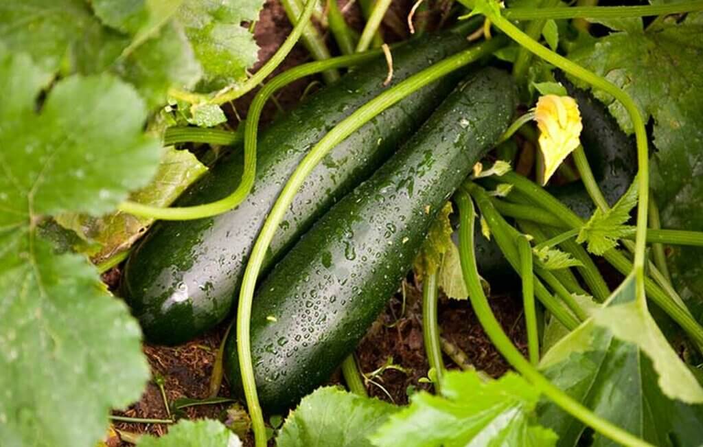 bien arroser les courgettes dans un potager