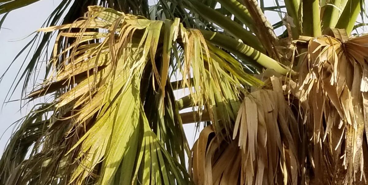 palmier feuilles jaunes