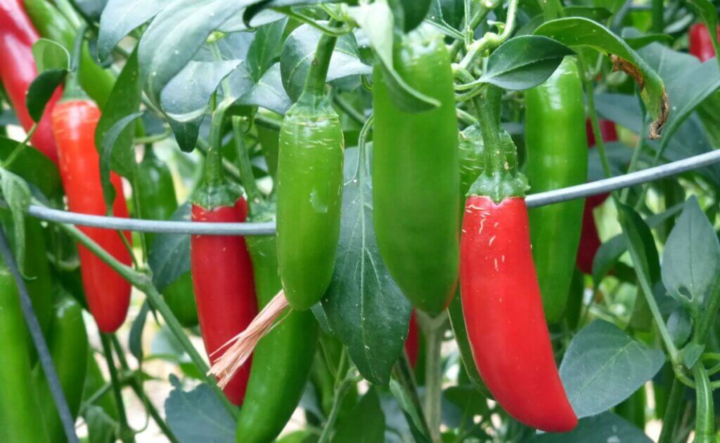 piments dans le potager