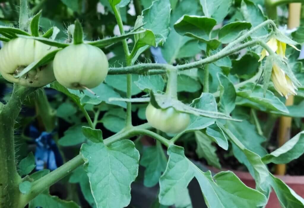 tomates au potager