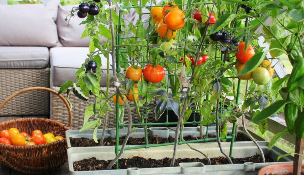 potager terrasse