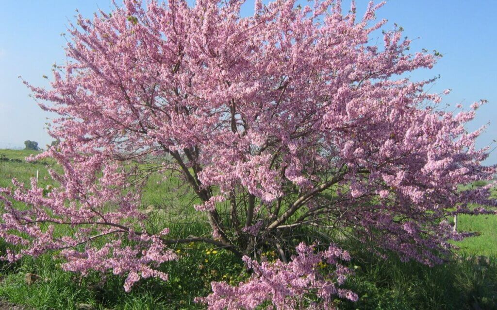 arbre de judée inconvénients