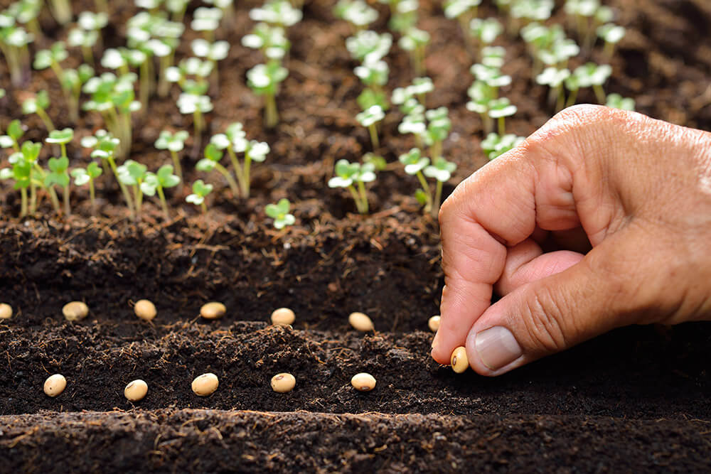 potager en février