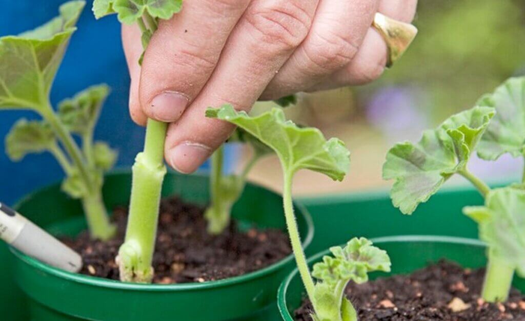 Bouturer un géranium Techniques infaillibles pour une floraison abondante — free download